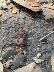 Probergrothius nigricornis