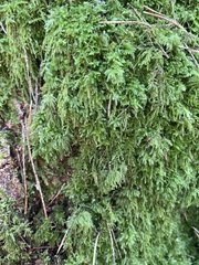 Pseudisothecium myosuroides