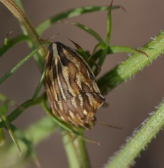 Odontotarsus