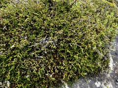 Selaginella caffrorum