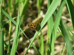 Carterocephalus skada