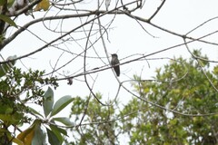 Sephanoides sephaniodes