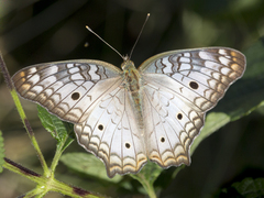 Anartia jatrophae
