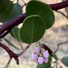 Arctostaphylos patula