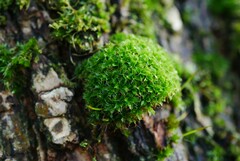 Syntrichia laevipila