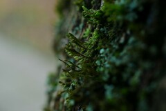 Cryphaea heteromalla
