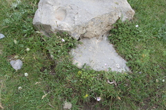 Erodium glandulosum