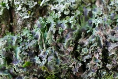 Lichenochora weillii