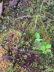 Calluna vulgaris