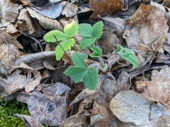 Potentilla micrantha
