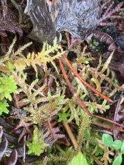 Pleurozium schreberi