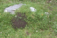Erodium glandulosum