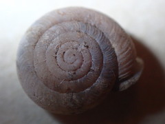 Daedalochila dorfeuilliana