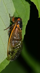 Magicicada septendecim