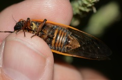 Magicicada septendecim