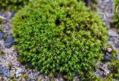 Schistidium crassipilum