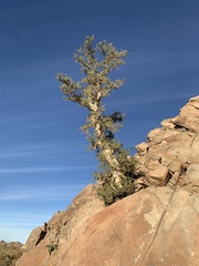 Pachycormus discolor