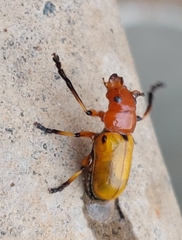 Antipus rufus