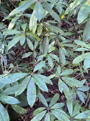 Rhododendron ponticum