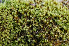 Vinealobryum vineale