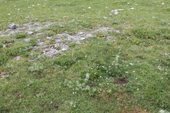 Erodium glandulosum