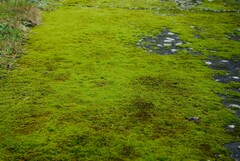 Vinealobryum vineale