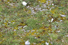 Erodium glandulosum