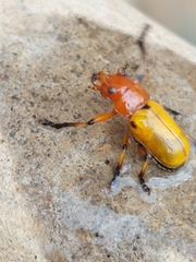 Antipus rufus