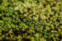 Vinealobryum vineale