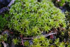 Syntrichia calcicola