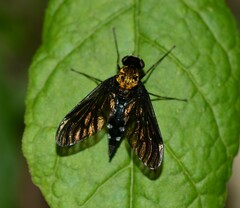 Chrysopilus thoracicus