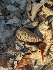 Pinus nigra pallasiana