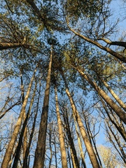 Pinus nigra pallasiana