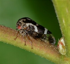 Ophiderma