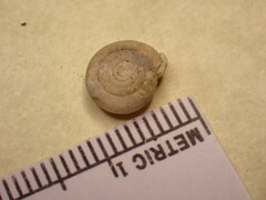 Daedalochila dorfeuilliana