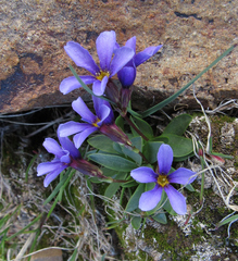 Primula cusickiana