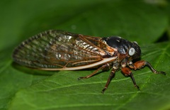 Magicicada septendecim