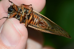 Magicicada septendecim