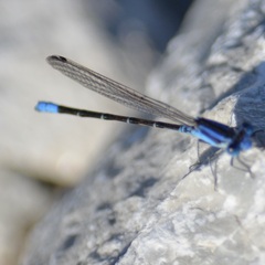 Argia alberta