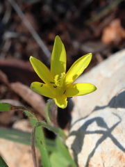 Gagea chlorantha