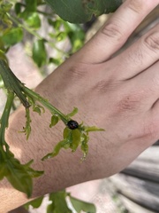 Chilocorus renipustulatus