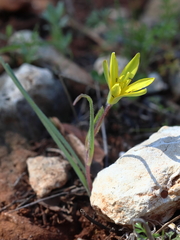 Gagea chlorantha