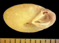 Daedalochila hippocrepis