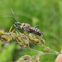Rhynocoris