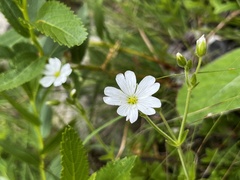 Cerastium arabidis
