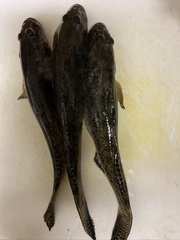 Acanthogobius flavimanus