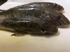 Acanthogobius flavimanus