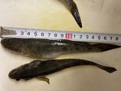 Acanthogobius flavimanus