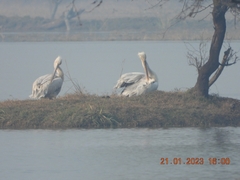 Pelecanus crispus