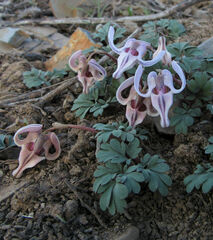 Dicentra uniflora